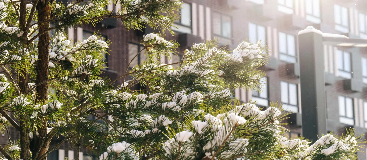 изображение ЖК Никольские луга